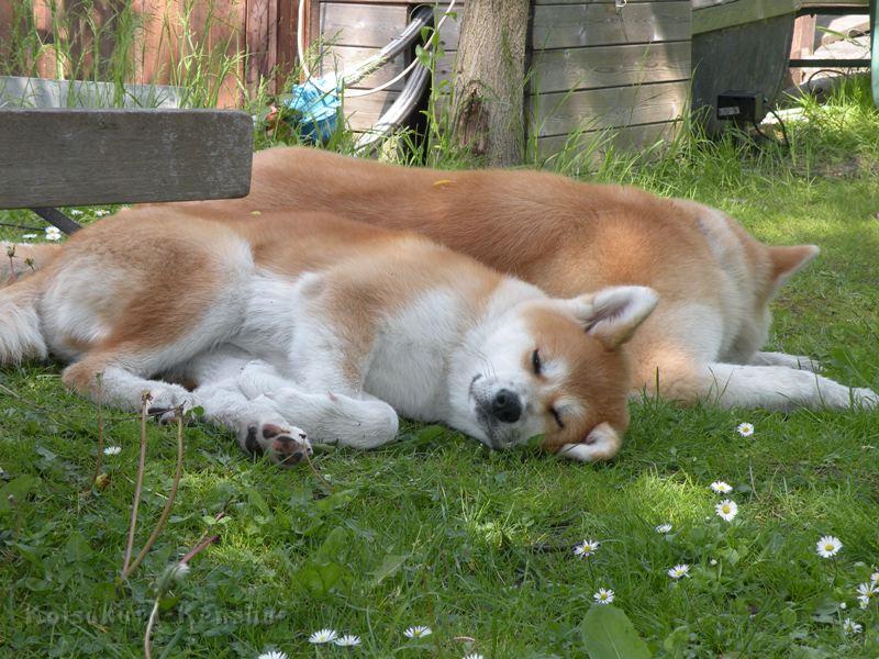 DSCN2883a.JPG - Akashio und Suki

