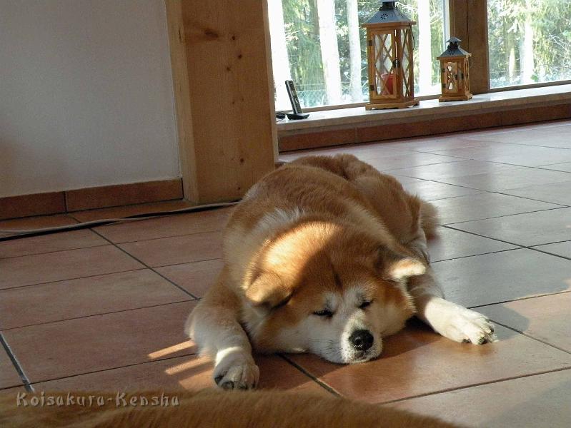 DSCN2481.jpg - Koi in Soltau, Februar 2012