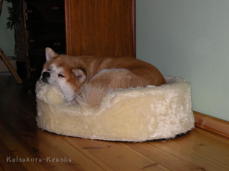 DSCN4679a.JPG - Koi, Januar 2010