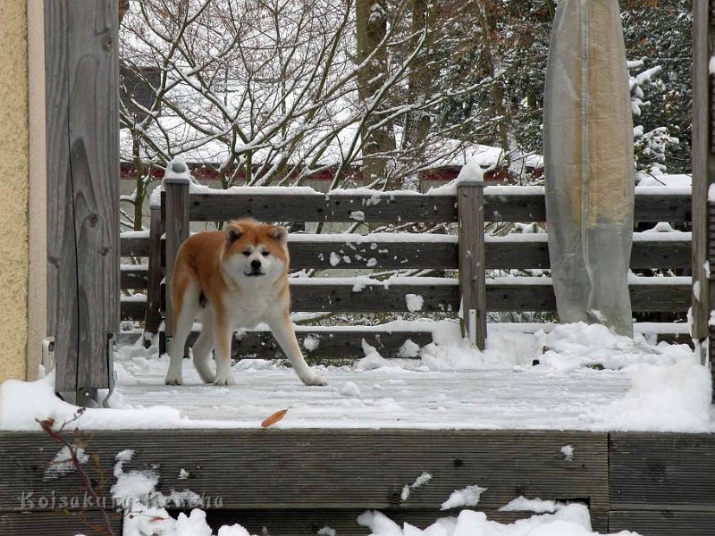 DSCN7293.jpg - Spielaufforderung, Dezember 2010
