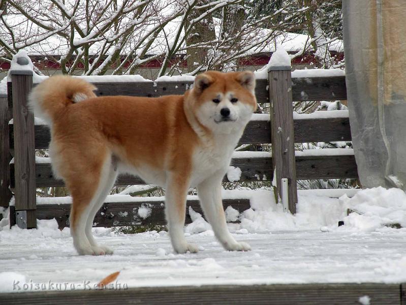 DSCN7295.jpg - Dezember 2010