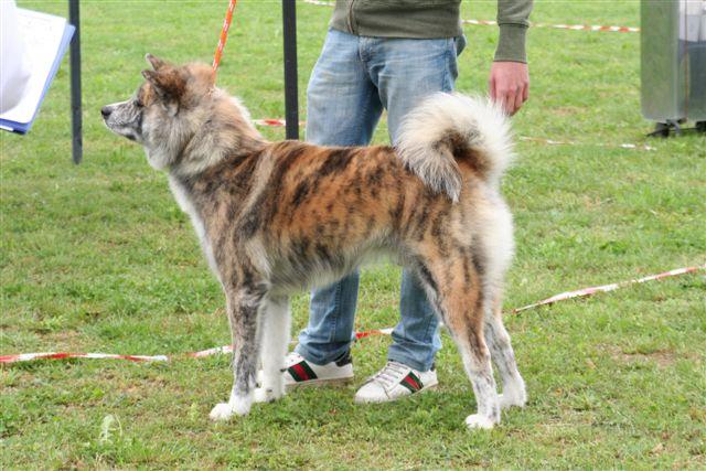 IMG_0165.JPG - TOUMARU GO SHUN' YOU KENSHA
