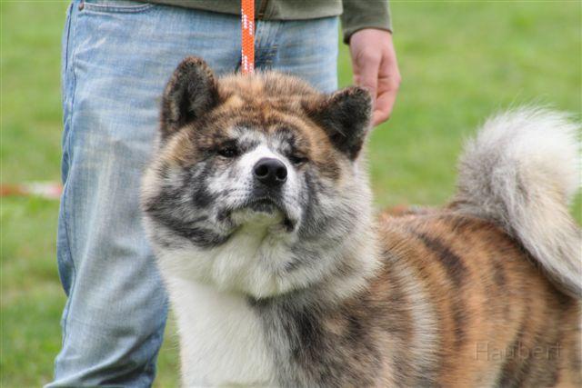 IMG_0166.JPG - TOUMARU GO SHUN' YOU KENSHA
