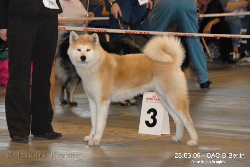 DSC_1382a-a.jpg - 42. Internationalen Rassehunde-Ausstellung in Berlin am 28.03.2009
