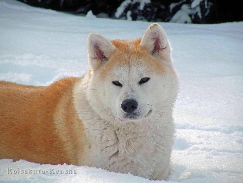 7522a.jpg - Dezember 2010