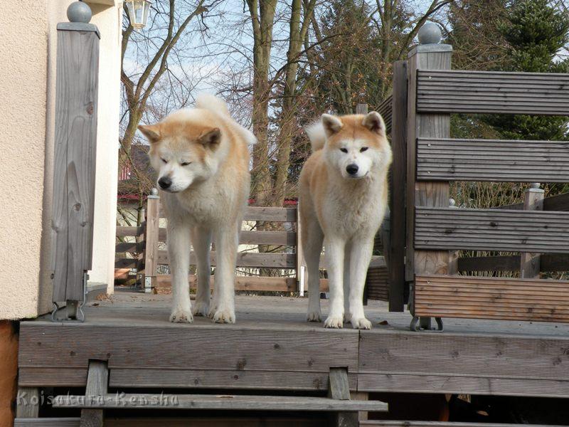 DSCN1780-Makiko-1Jahr.JPG - Makiko (1 Jahr) und Chikoo