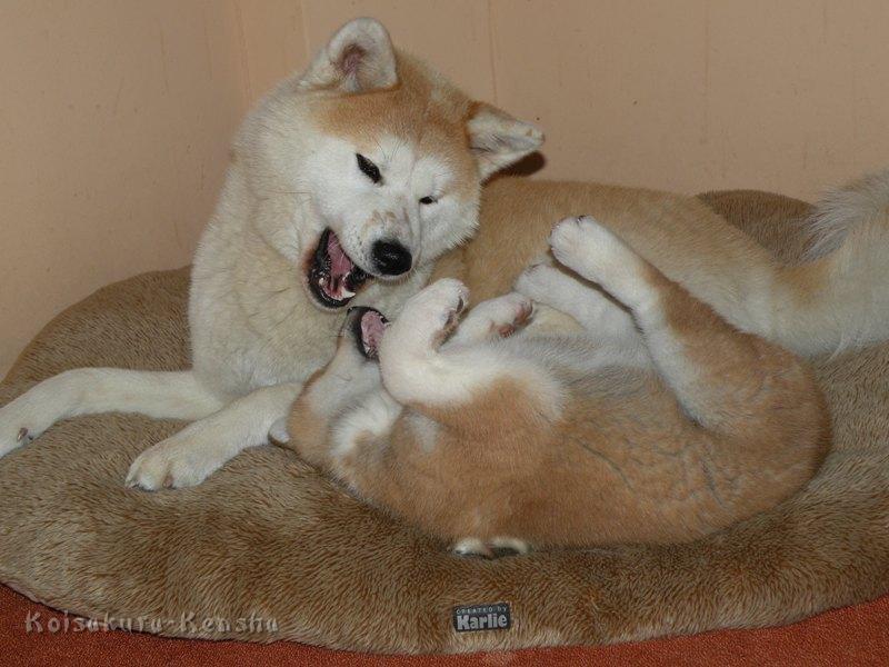 DSCN1828-MuA.JPG - Makiko (1 Jahr) mit Akashio