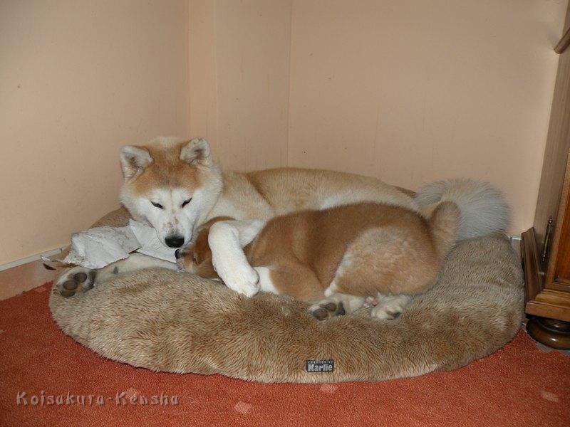 DSCN1845-MuA.JPG - Makiko (1 Jahr) mit Akashio