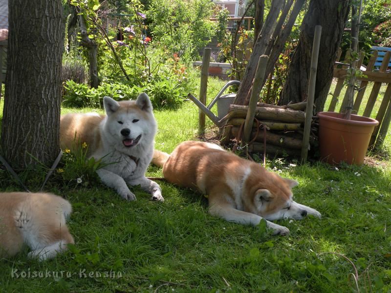 DSCN2863a.JPG - Makiko und Koi in Akashio's neuem Zuhause