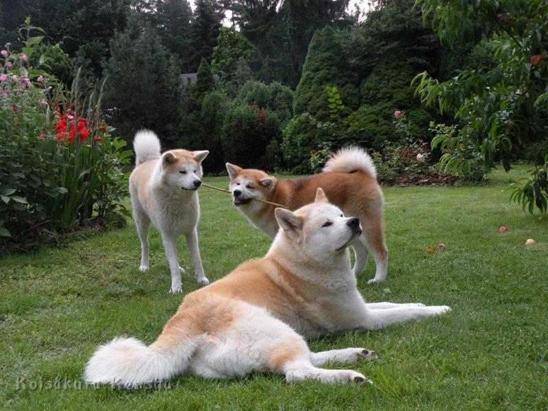 DSCN3453a.JPG - Makiko, Harumi und Chikoo, Juli 2009