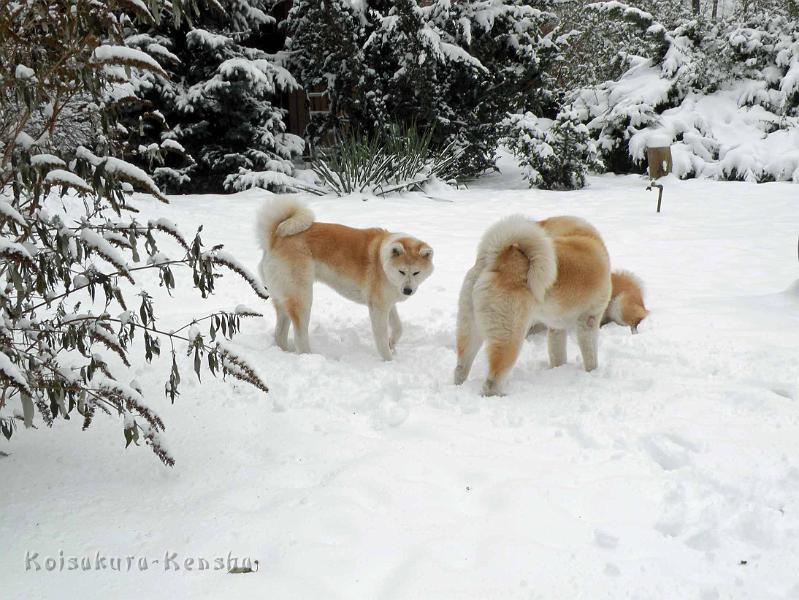 DSCN7308.jpg - Makiko mit Chikoo und Harumi, Dezember 2010