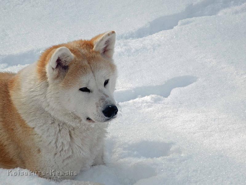 DSCN7534.jpg - Dezember 2010