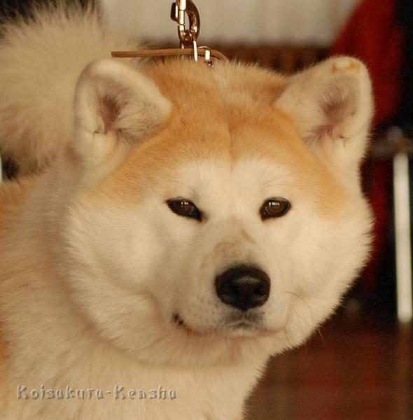 DSC_4913a.jpg - Makiko Go, November 2009