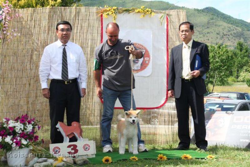 Makiko-Akita-Cup-2008-3platz.jpg - Makiko, 12 Wochen auf dem Akita Cup 2008 in Turin